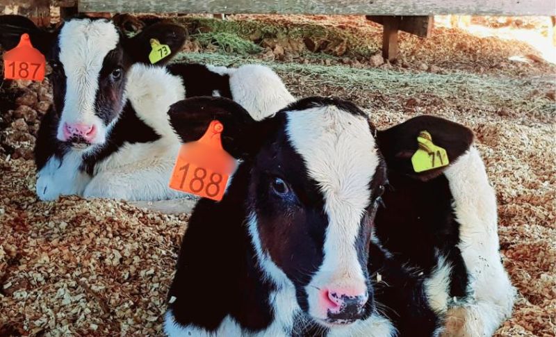 Vacinação Gratuita Contra Brucelose em Machadinho: Proteção ao Rebanho e à Produção Rural